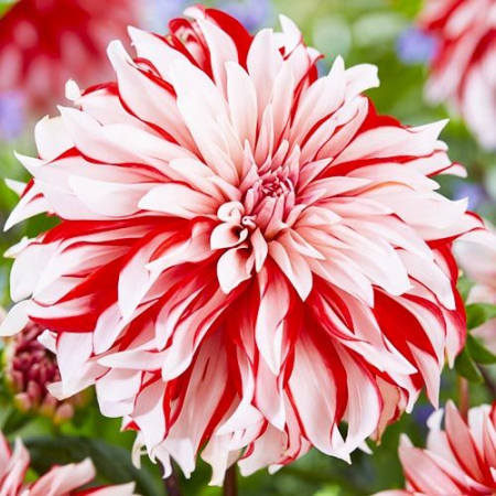 100=150 cm - Dalie decorativa Santa Claus US