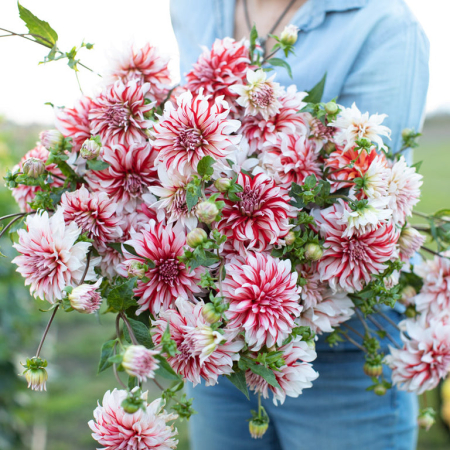 Dalie decorativa Santa Claus US [1]