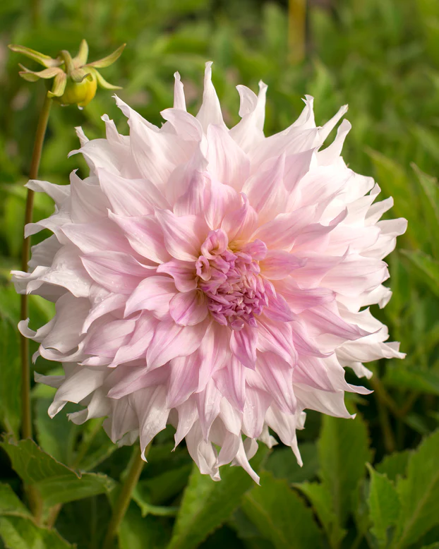 60-100 cm - Dalie decorativa Shiloh Noëlle