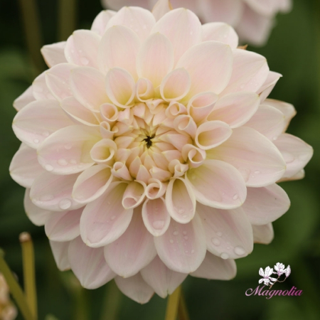 Dalii - Dalie decorativa Silver Antique