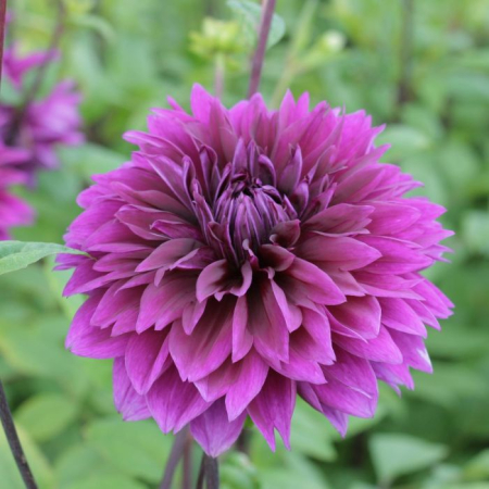 60-100 cm - Dalie decorativa Thomas A. Edison