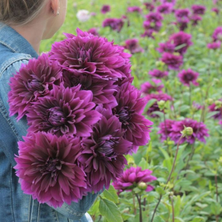 Dalie decorativa Thomas A. Edison [1]