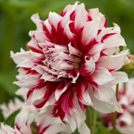 60-100 cm - Dalie decorativa X Factor