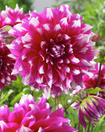 60-100 cm - Dalie decorativa Yarra Falls