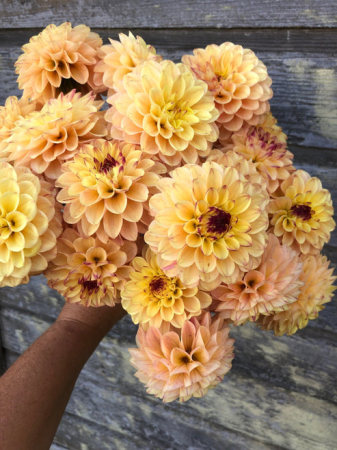 100=150 cm - Dalie decorativa Yellow Jill