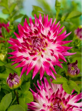 Dalii franjurate - Dalie Dutch Explosion marime 1