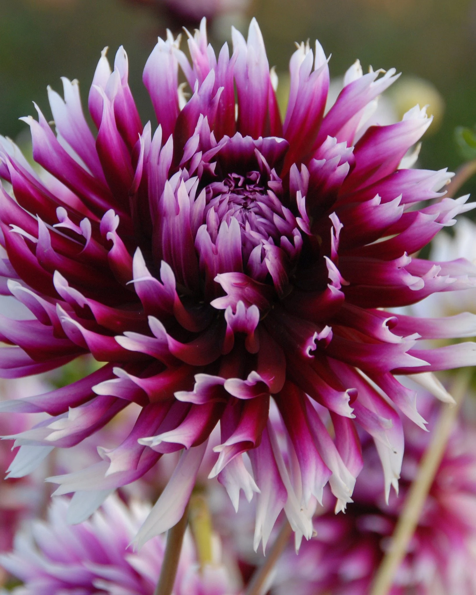 Dalii franjurate - Dalie franjurata Alauna Claire Obscure