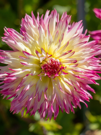 60-100 cm - Dalie franjurata Caproz Josephine