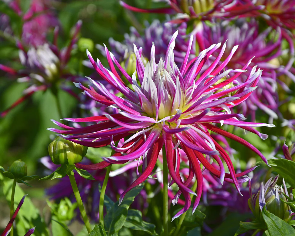 100=150 cm - Dalie Franjurata - Hollyhill Spiderwoman