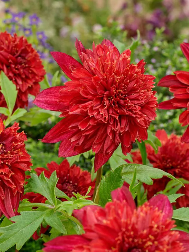 100=150 cm - Dalie anemona- Jive