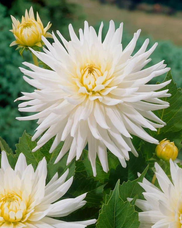 60-100 cm - Dalie franjurata My love