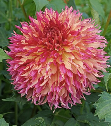 60-100 cm - Dalie franjurata Myrtle‘s Folly