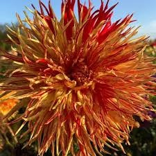 100=150 cm - Dalie franjurata Rejman's Firecracker