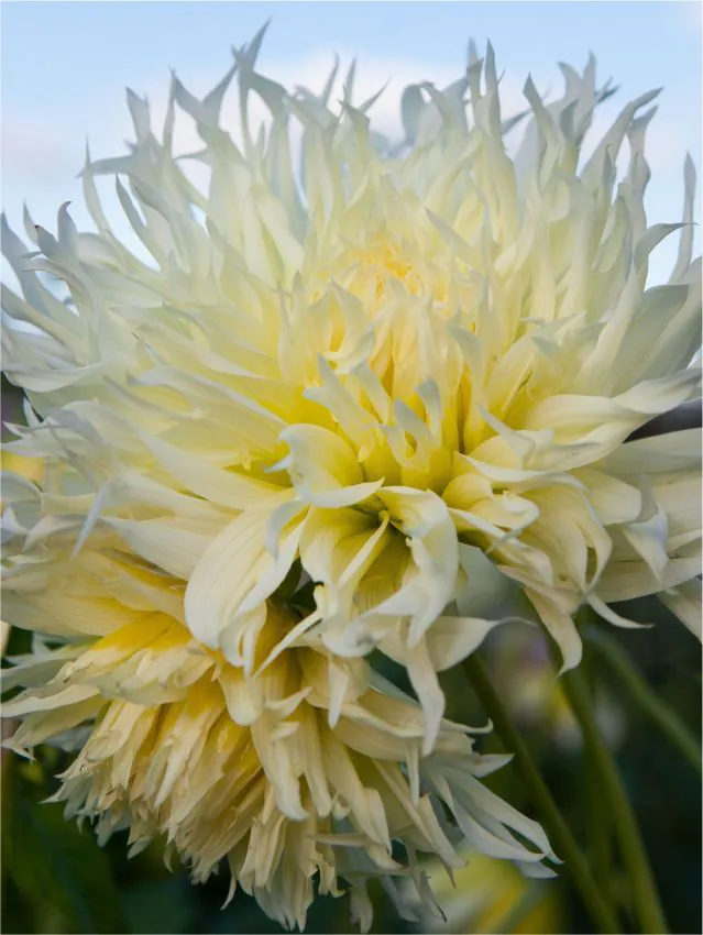 60-100 cm - Dalie franjurata Tsuki-Yori-No-Shisha