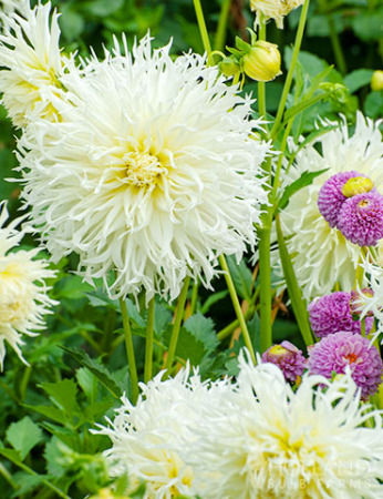 Dalie franjurata Tsuki-Yori-No-Shisha [2]