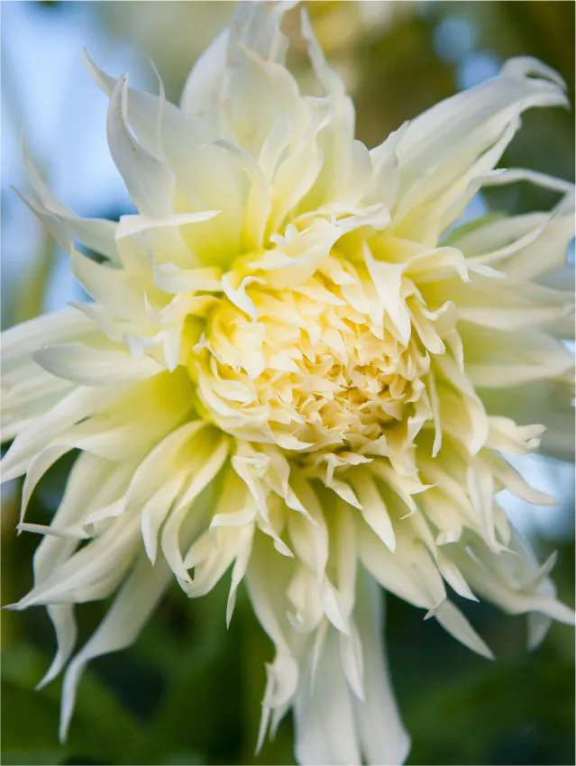 Dalie franjurata Tsuki-Yori-No-Shisha [1]