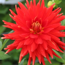 Bulbi de primavara - Dalie franjurata Vulcan