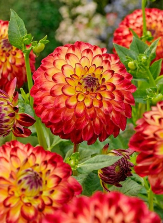 Dalii pompon - Dalie Jowey Arenda