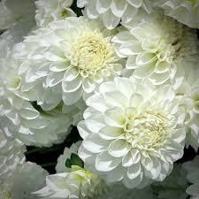 100=150 cm - Dalie pompon Boom Boom White