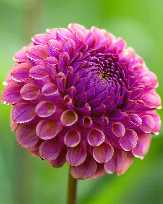 60-100 cm - Dalie pompon Caitlin's  Joy