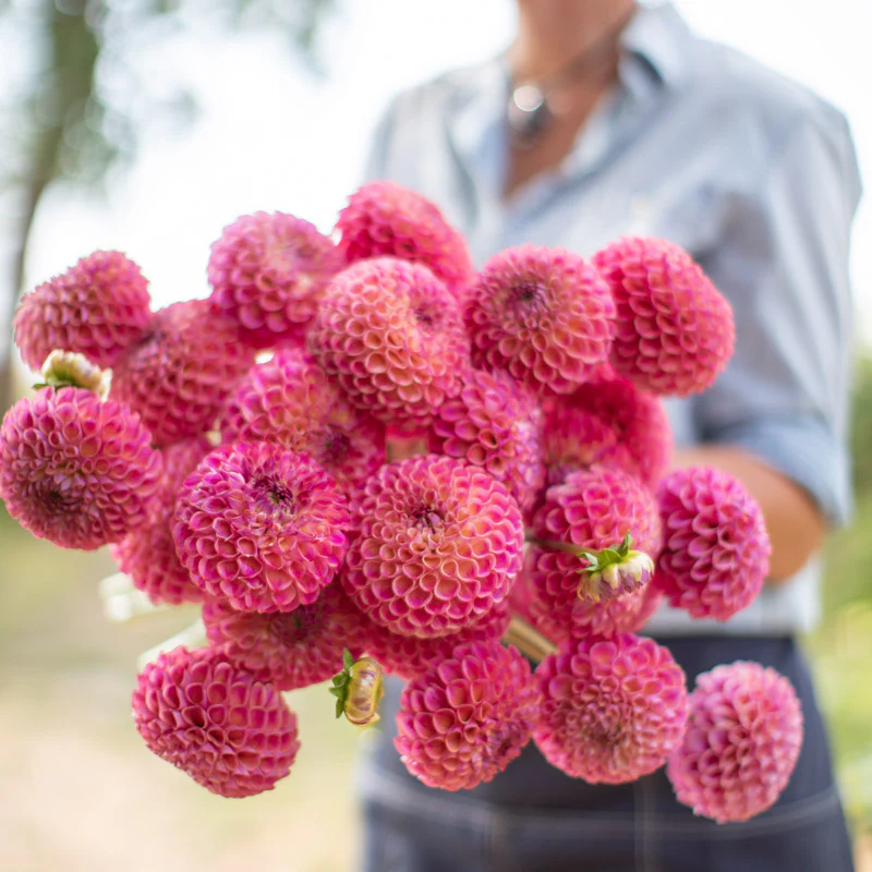 Dalie pompon Caitlin's  Joy [1]