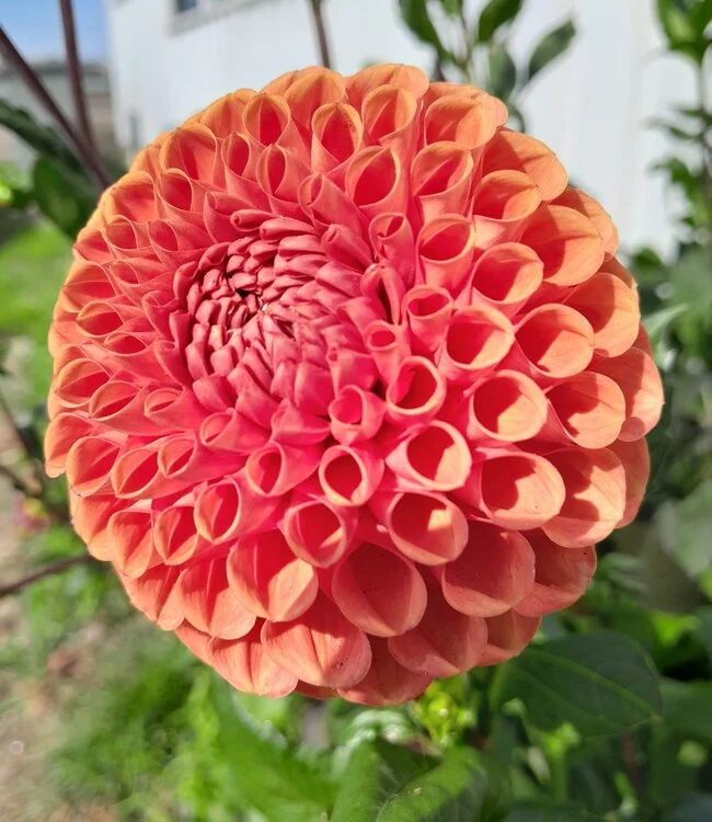 Dalii pompon - Dalie pompon Cornel Brons