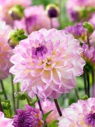 100=150 cm - Dalie pompon El Paso