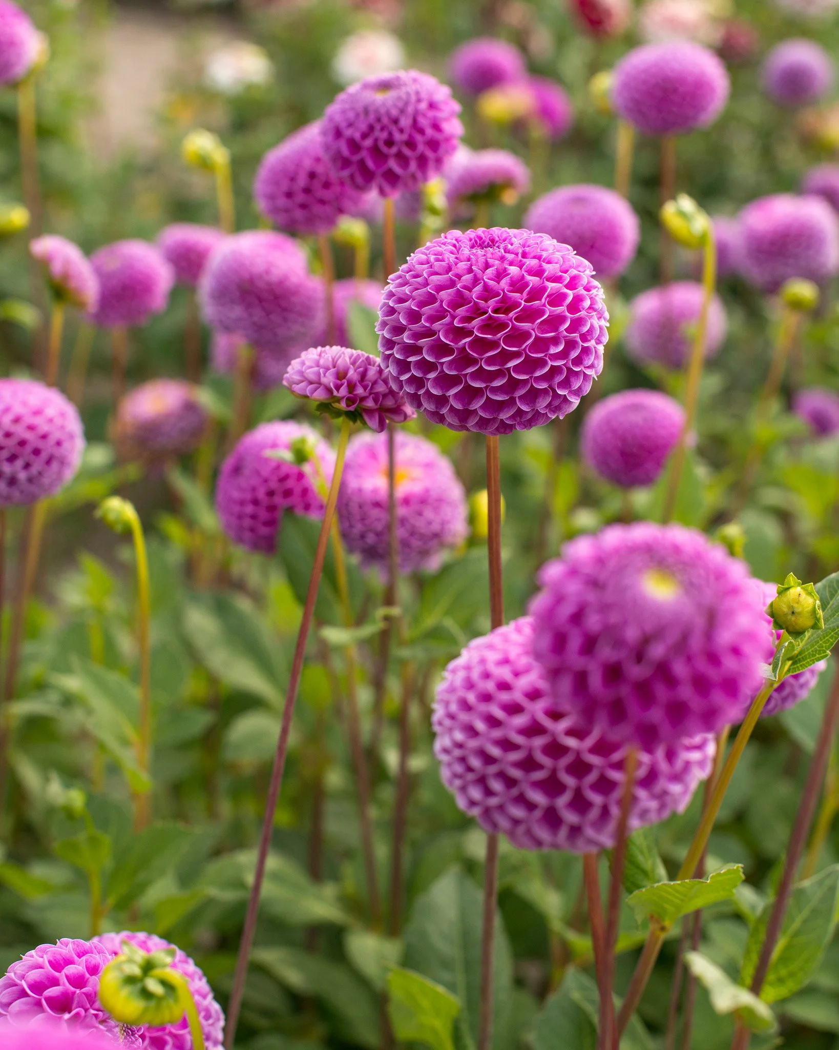 Dalie pompon Franz Kafka [1]