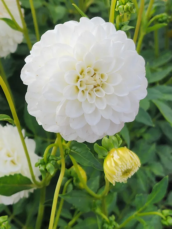 60-100 cm - Dalie pompon Petra's Wedding