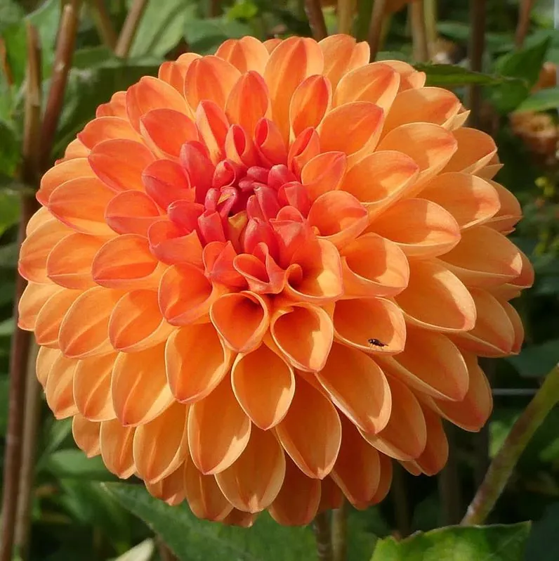 60-100 cm - Dalie pompon Souvenir d'Ete