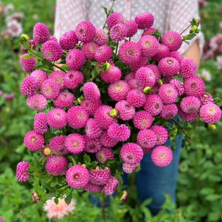 60-100 cm - Dalie pompon Zippity Do Da