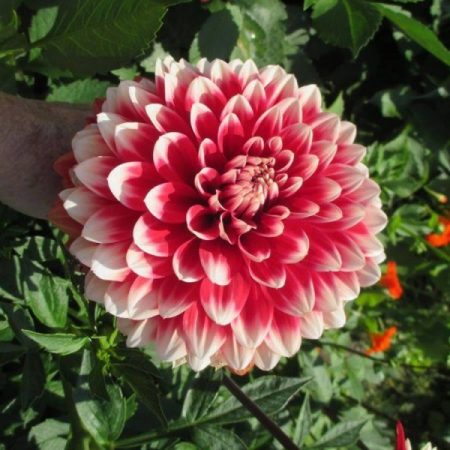Bulbi de primavara - Dalie Red and White Fubuki marime 2