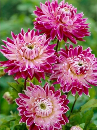 60-100 cm - Dalie decorativa Vancouver