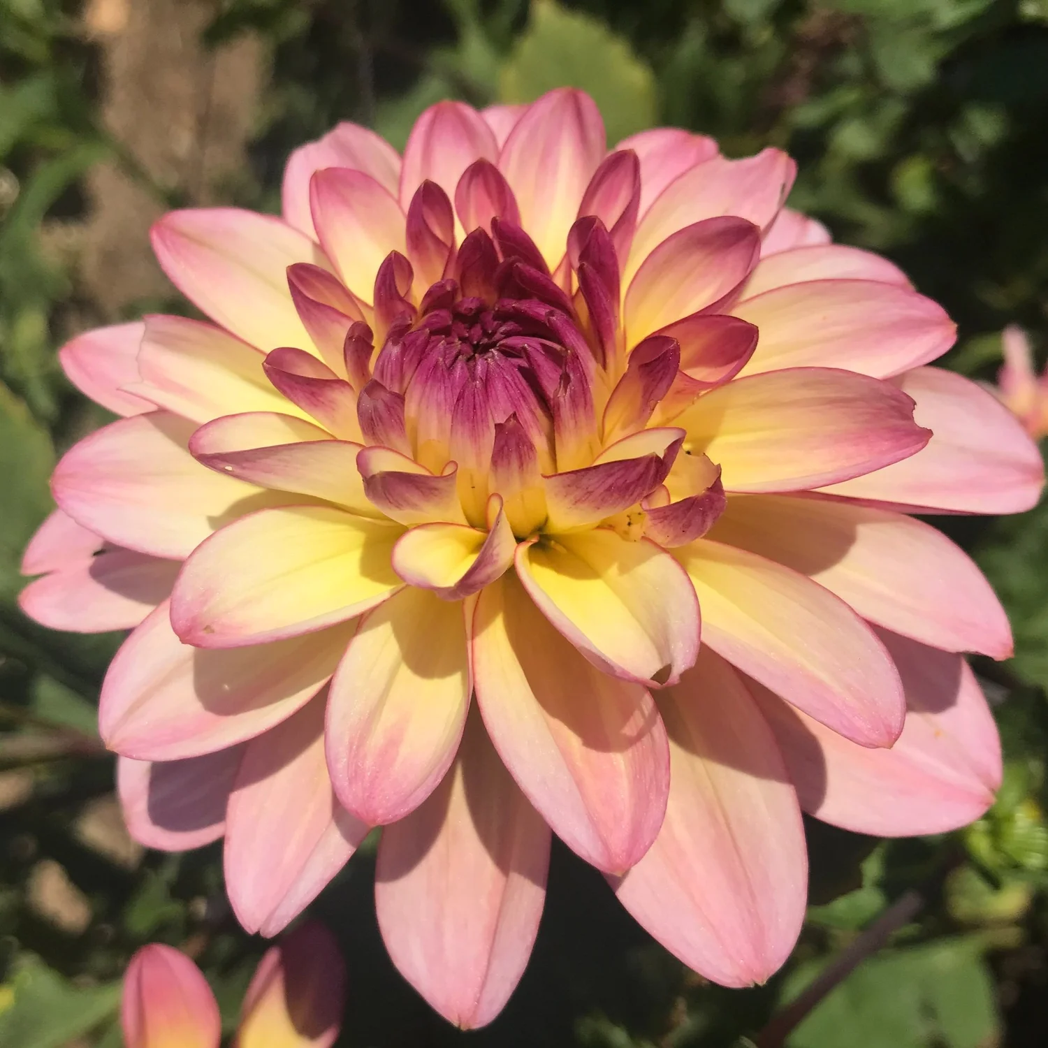 60-100 cm - Dalie  decorativa Zingaro