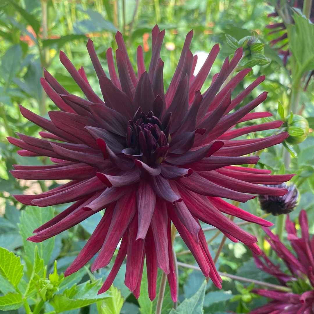 60-100 cm - Dalie Franjurata - Black Narcissus