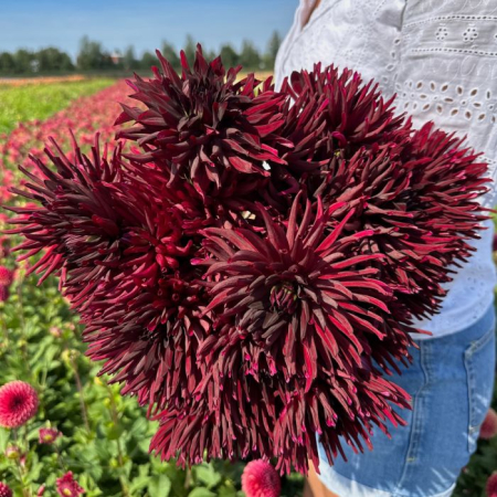 Dalie Franjurata - Black Narcissus [1]