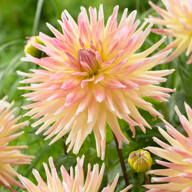 60-100 cm - Dalie Franjurata - Cabana Banana