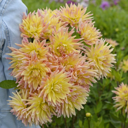 Dalie Franjurata - Cabana Banana [1]