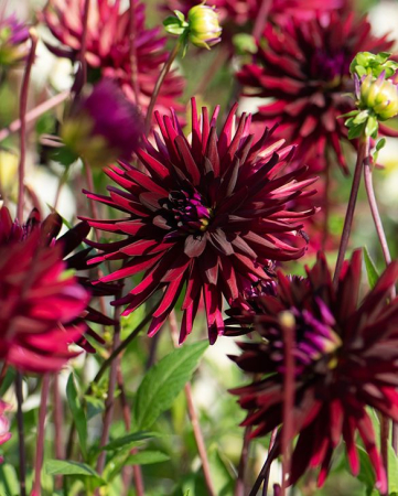 100=150 cm - Dalie Franjurata - Chat Noir