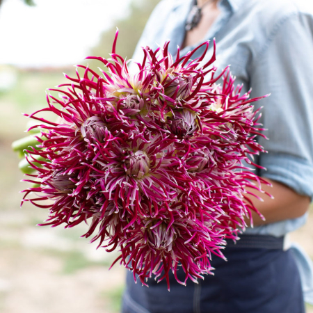 Dalie Franjurata - Hollyhill Spiderwoman [1]