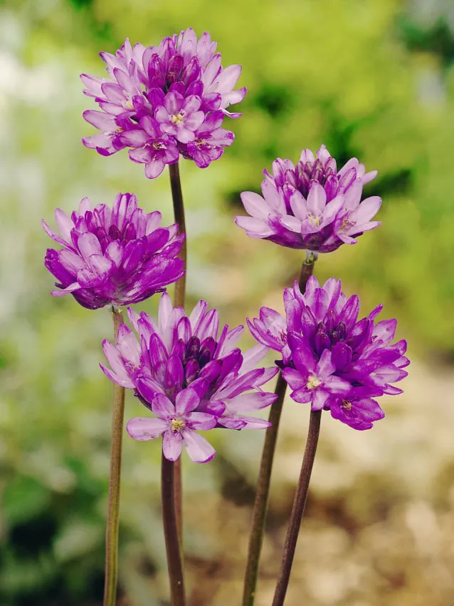 Dichelostemma mix Ida Maia si Congestum   7 buc marime 5/6 [1]