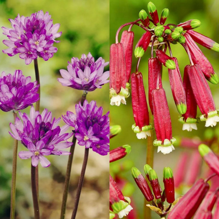Dichelostema - Dichelostemma mix Ida Maia si Congestum   7 buc marime 5/6