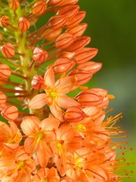 Eremurus - Eremurus Cleopatra