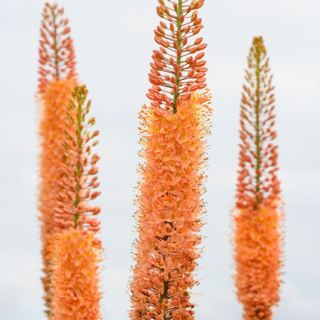 Eremurus Cleopatra [2]