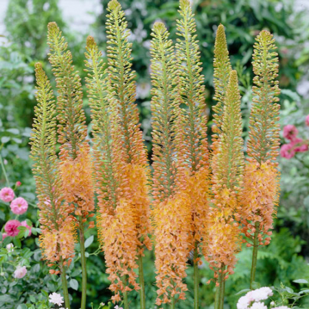 Eremurus Cleopatra [1]