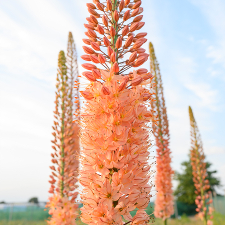 Eremurus - Eremurus Cleopatra