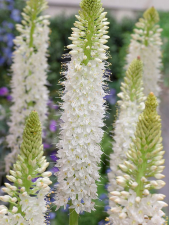 Eremurus - Eremurus Line Dance marime I