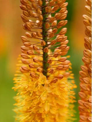 Eremurus - Eremurus Pinokkio 1 buc marime I