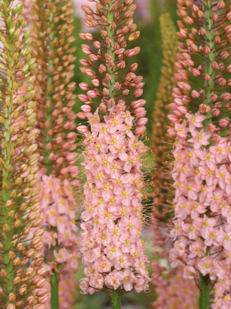 Eremurus -  Erumurus Romance, bulbi eremurus