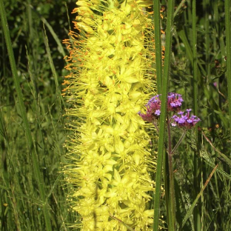 Eremurus - Eremurus Tap Dance 1 buc